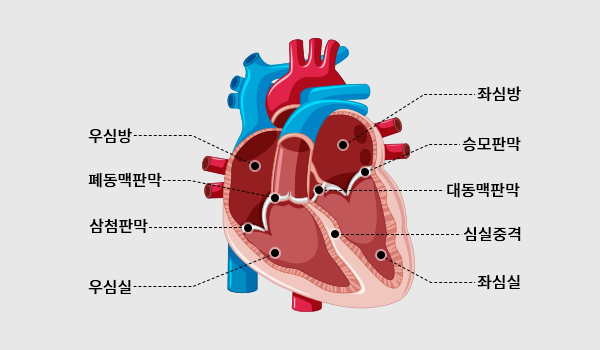 심장 판막 이미지